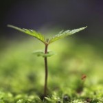 The 4 people you need to bring your idea to life