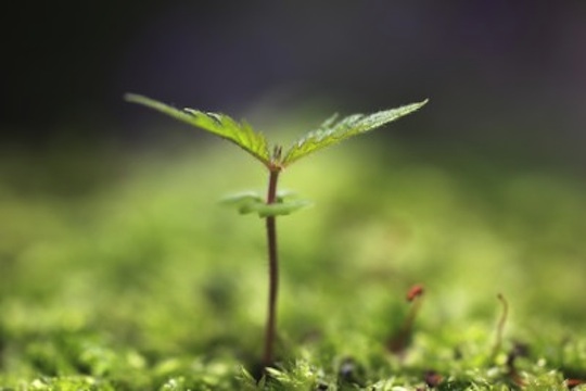 The 4 people you need to bring your dream idea to life