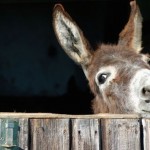 Are you persevering or being obstinate?