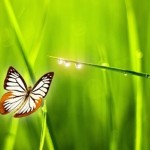 How to love the life you live [podcast with guest Amanda Carroll]